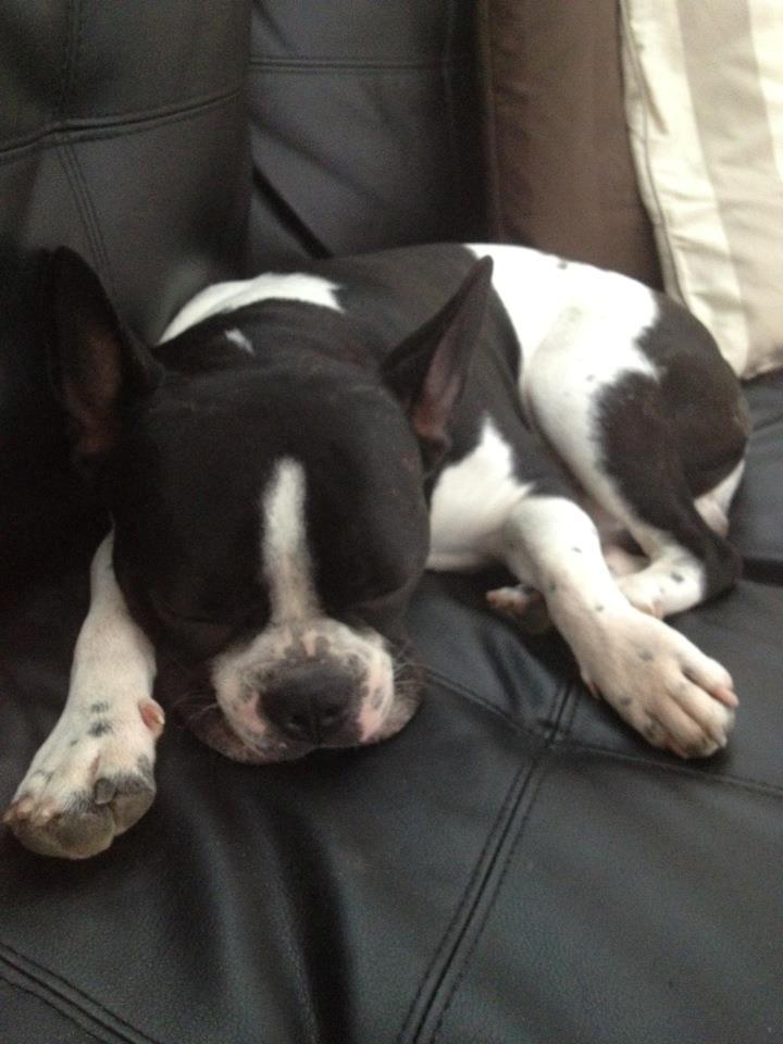 Blanding af racer Zeus billede 11