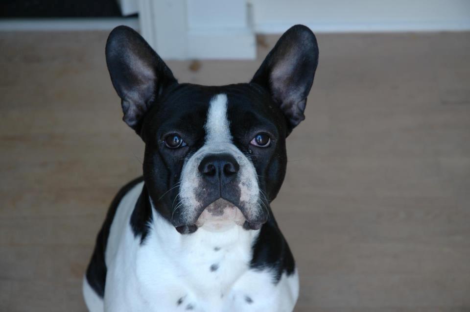 Blanding af racer Zeus - smukke zeus billede 1