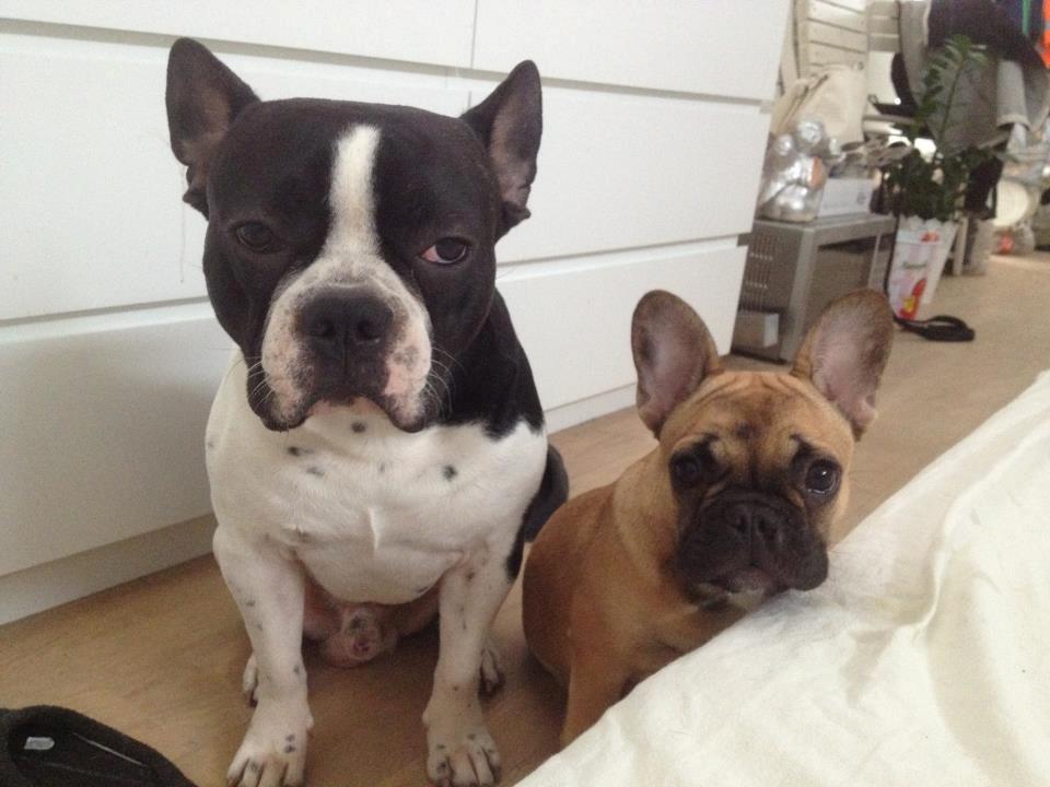 Blanding af racer Zeus - zeus og vores anden hund anna billede 13