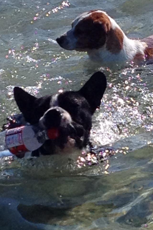 Blanding af racer Zeus billede 14