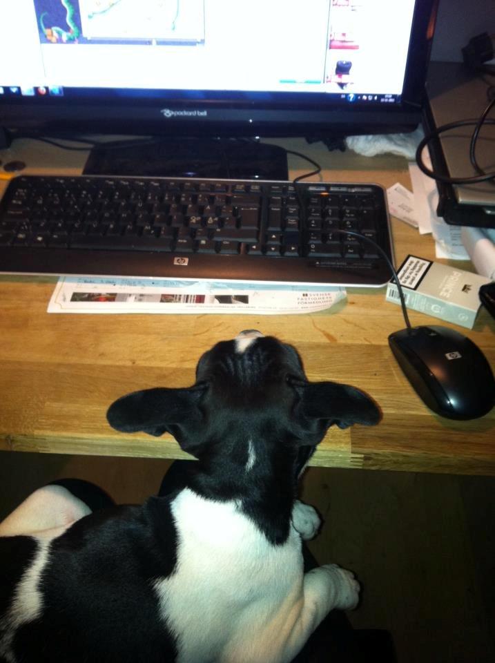 Blanding af racer Zeus billede 16