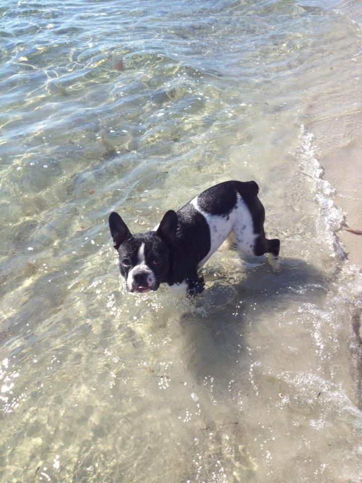 Blanding af racer Zeus billede 18