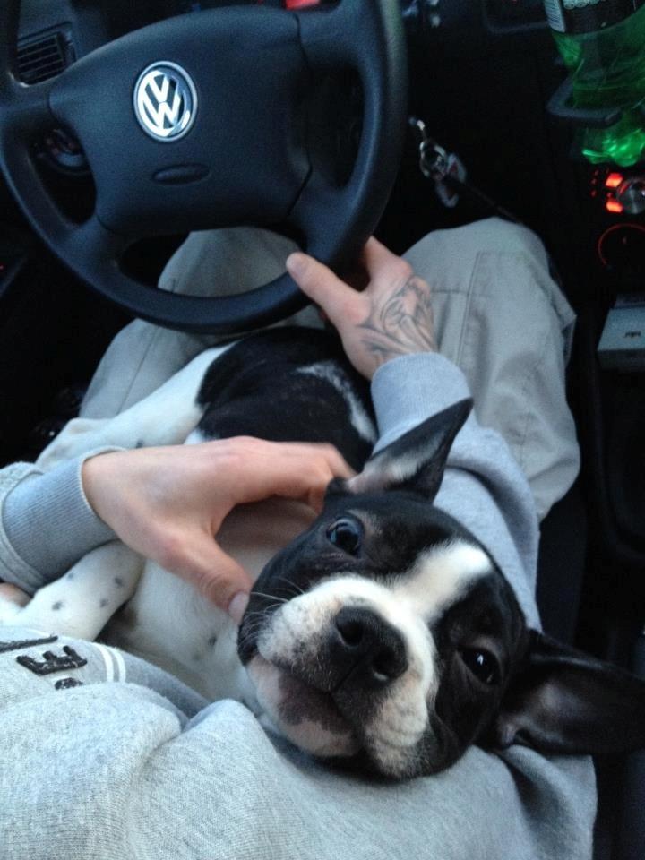 Blanding af racer Zeus billede 19