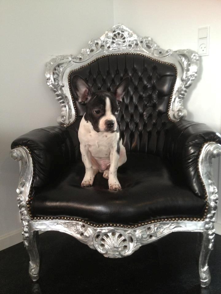 Blanding af racer Zeus billede 20