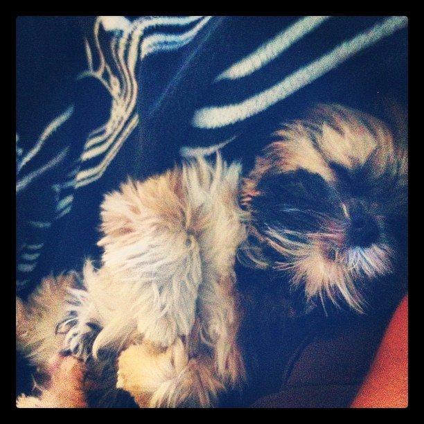 Lhasa apso Diva - Ligger og putter med mig. Skøre hund :)  billede 14