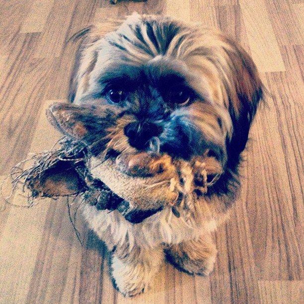 Lhasa apso Diva - Diva's elskede bamse. billede 5