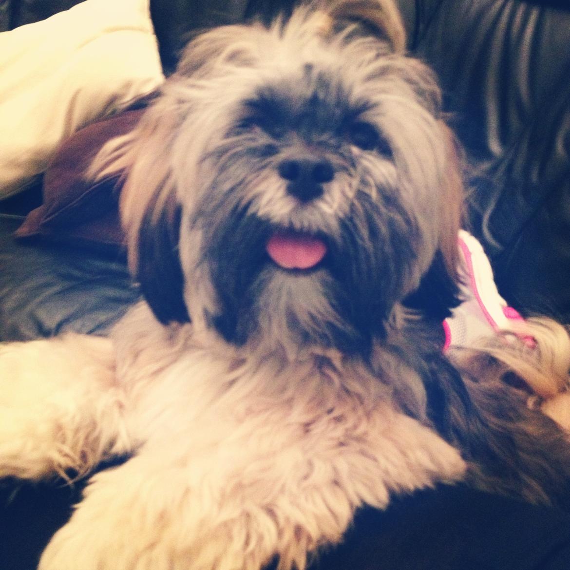 Lhasa apso Diva billede 6