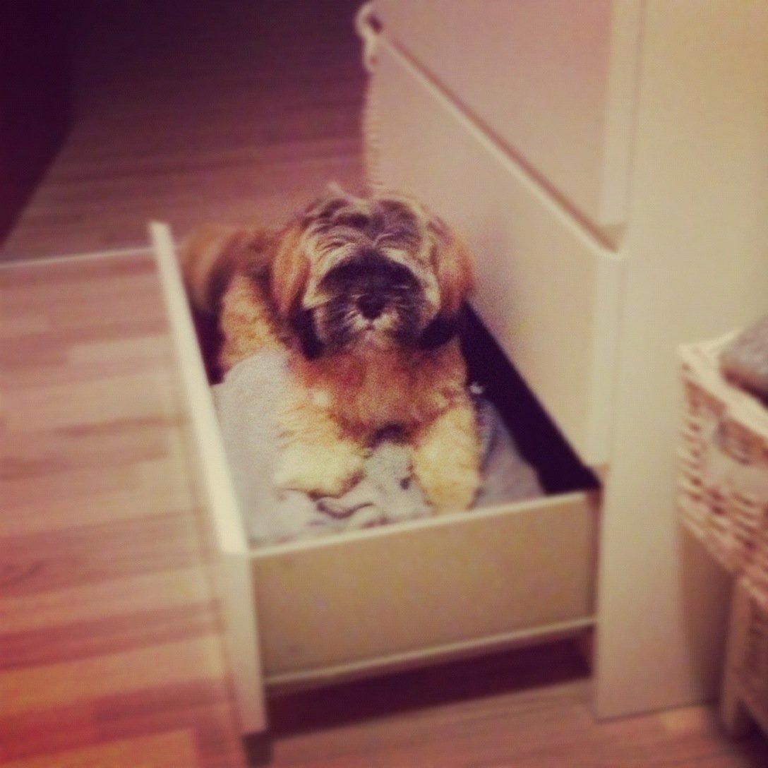 Lhasa apso Diva - Frække hund - så sniger hun sig op i min skuffe fuld af trøjer ;) billede 8