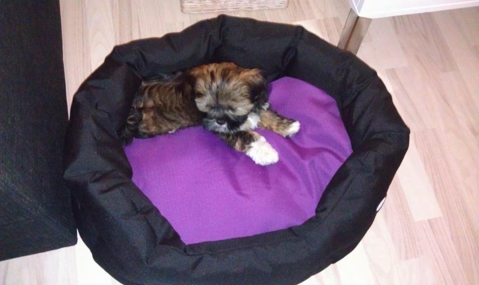 Lhasa apso Diva - Diva som hvalp i hende ''kæmpe'' kurv :) billede 17