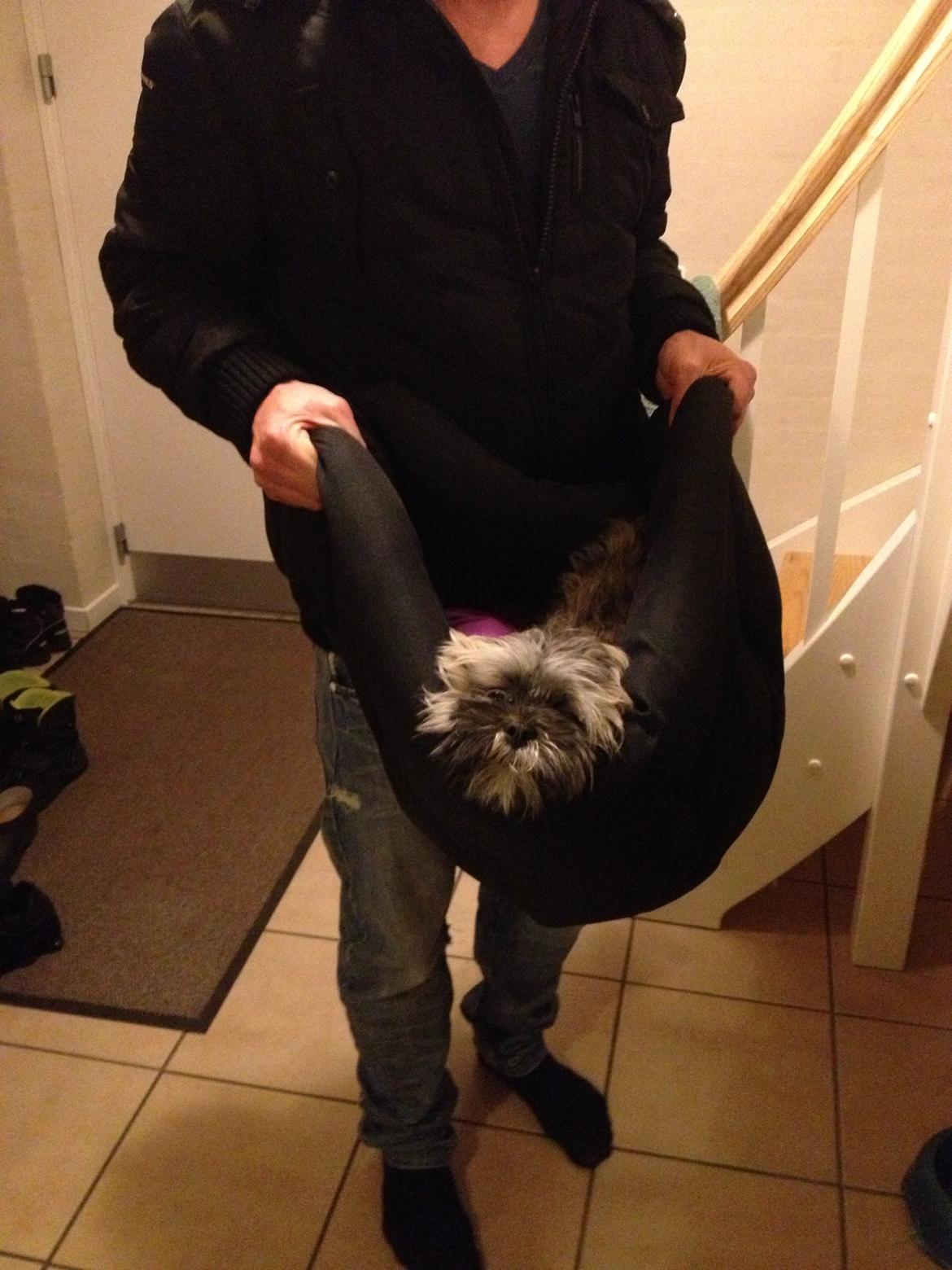 Lhasa apso Diva - Diva vil ikke ud af kurven - så må vi jo bære hende sådan ud i bilen ;) skøre hund <3 billede 11