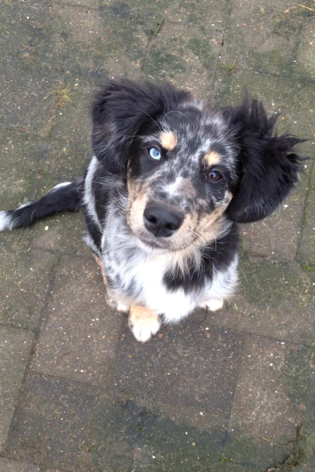 Blanding af racer Merci 6 år <3 - 15+4 uger billede 10