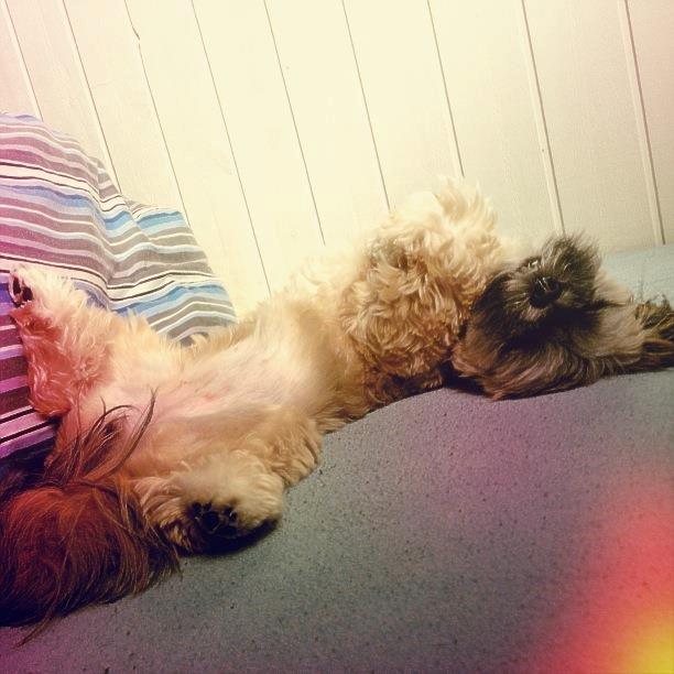 Lhasa apso Diva - Zzzz Zzz Zzz billede 12