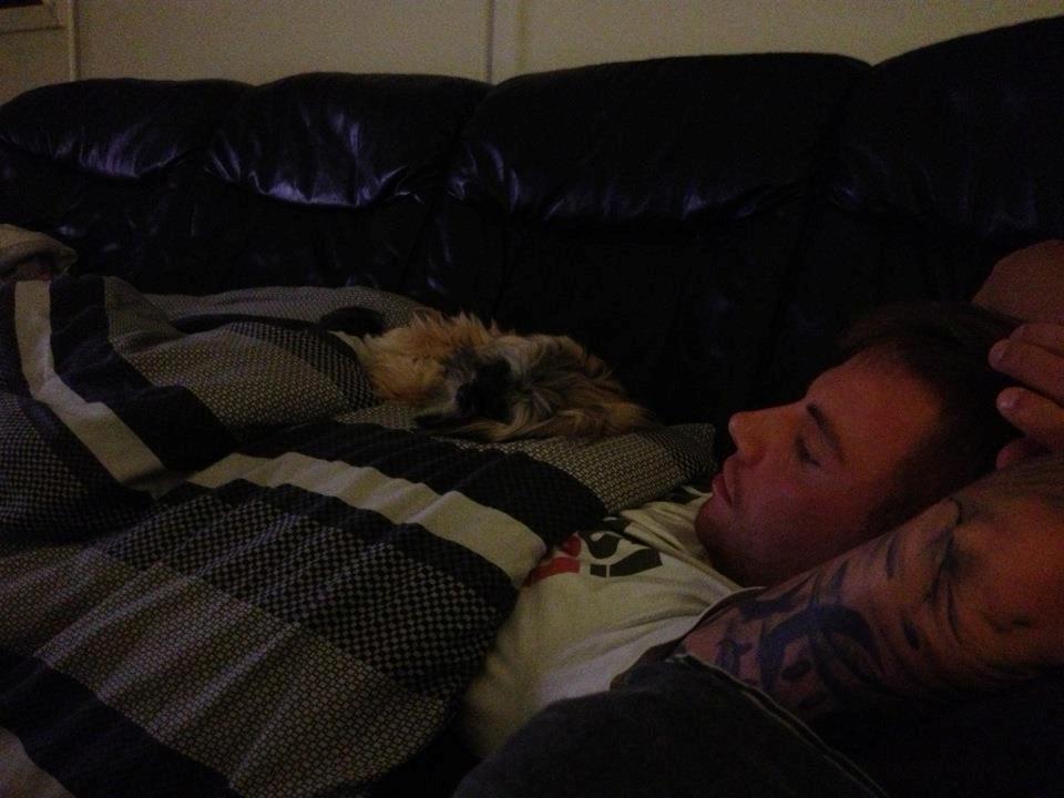 Lhasa apso Diva - Putter med hendes farmand <3 billede 13