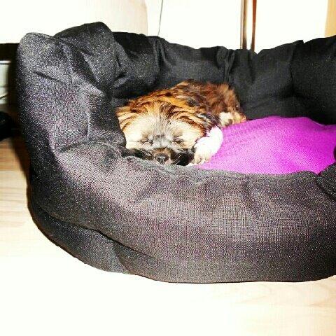 Lhasa apso Diva billede 16