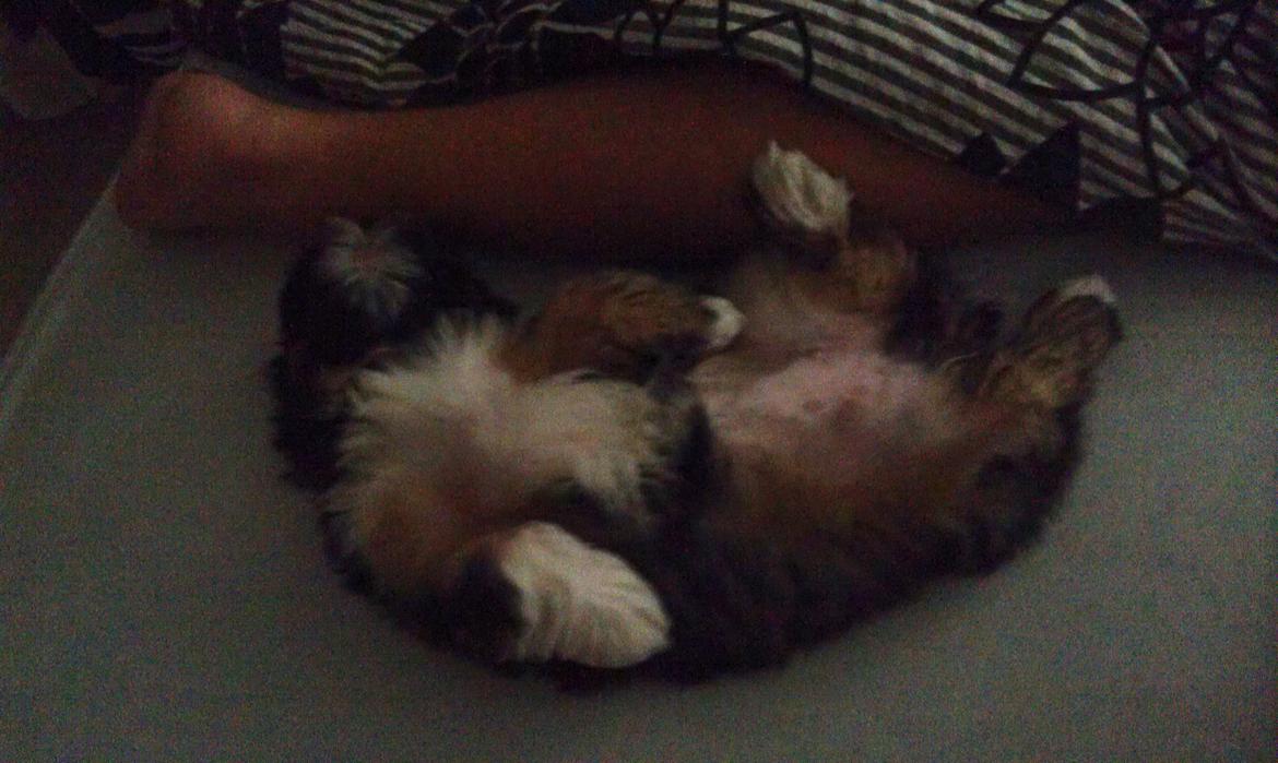 Lhasa apso Diva - Diva sover godt og tungt her. Men det ligner lidt at hun er besvimet af Nikolaj's fødder :'D HAHA billede 15