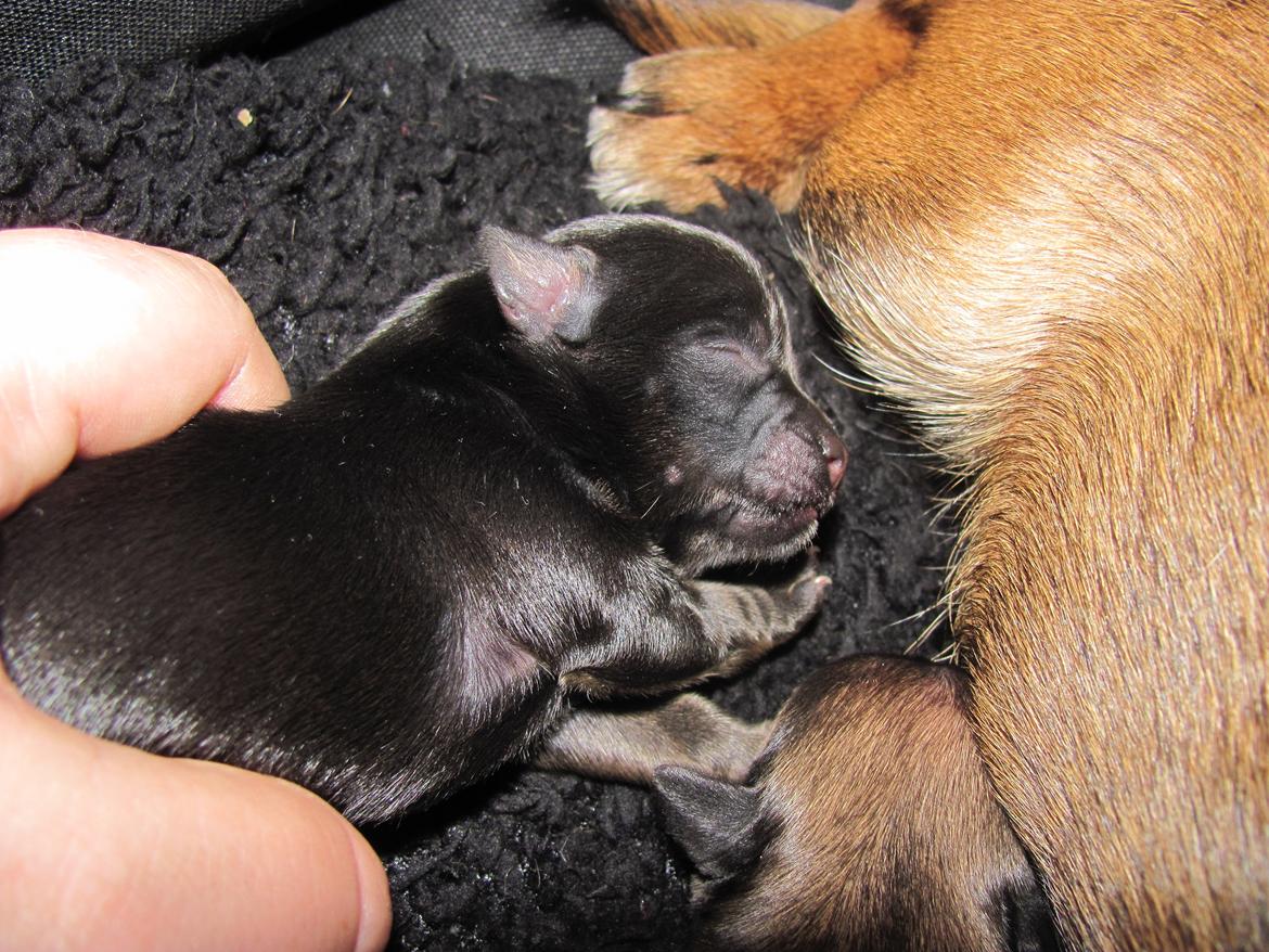 Blanding af racer Luna billede 3