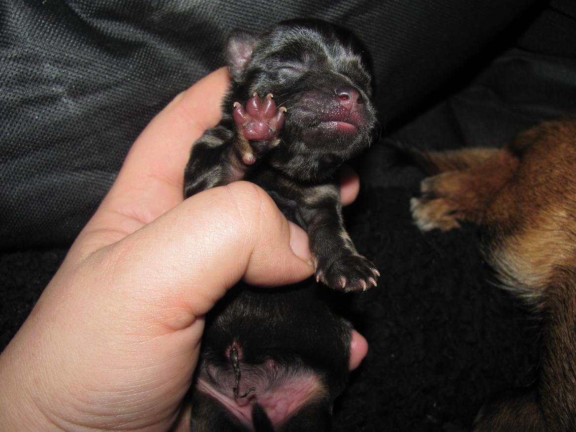 Blanding af racer Luna billede 4