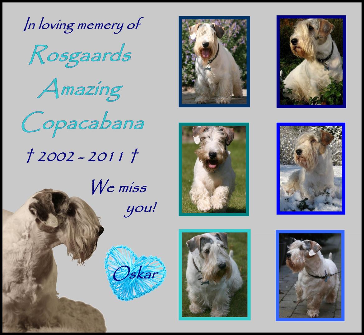 Sealyham terrier » Oskar « † billede 1