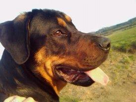 Blanding af racer ibber billede 2