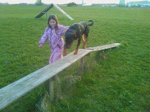 Blanding af racer ibber billede 3