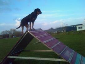 Blanding af racer ibber billede 4