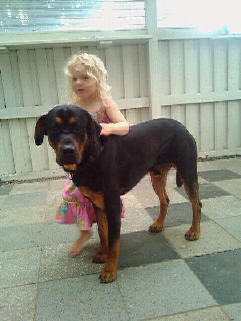 Blanding af racer ibber billede 5