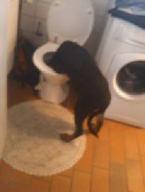 Blanding af racer ibber - ja hvis vand skålen er optaget så det jo godt der er en stor en her billede 6