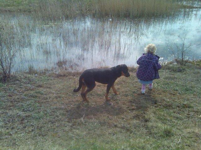 Blanding af racer ibber billede 7