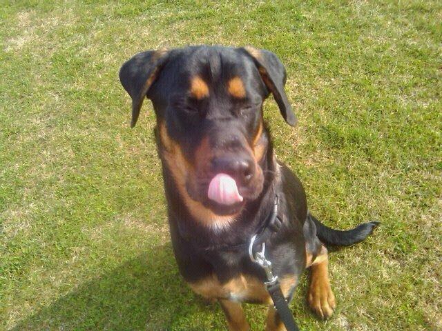 Blanding af racer ibber billede 8