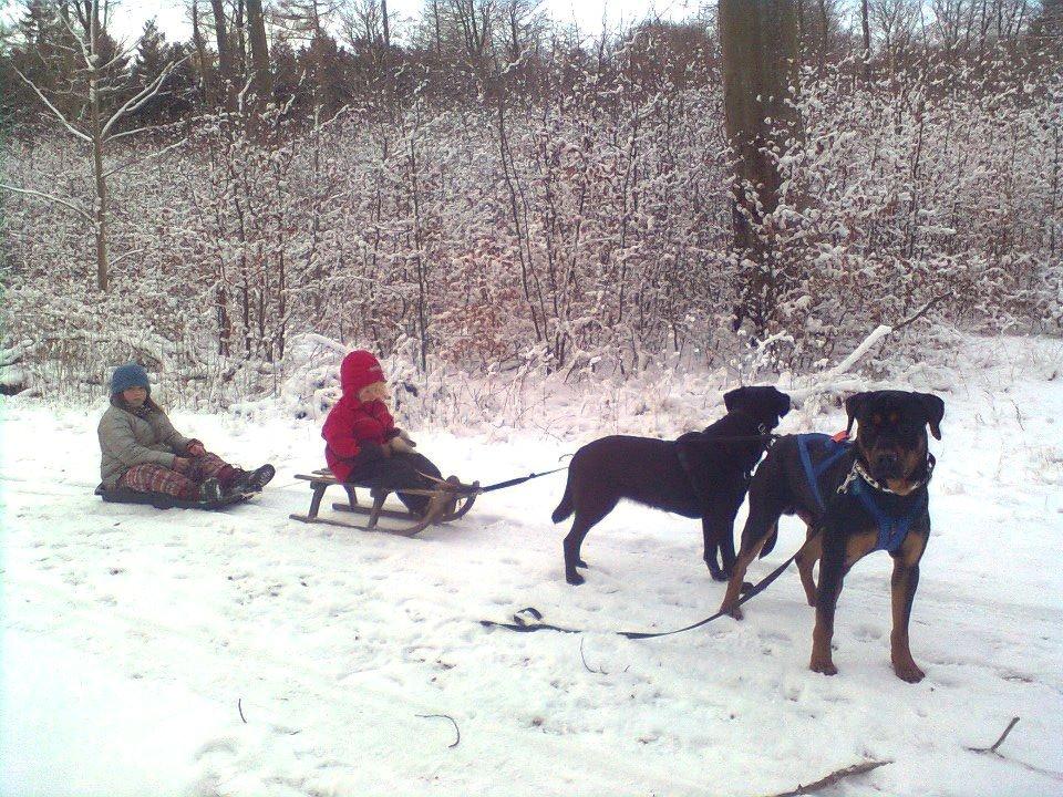 Blanding af racer ibber billede 10