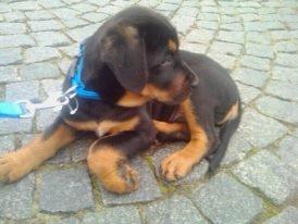 Blanding af racer ibber billede 1