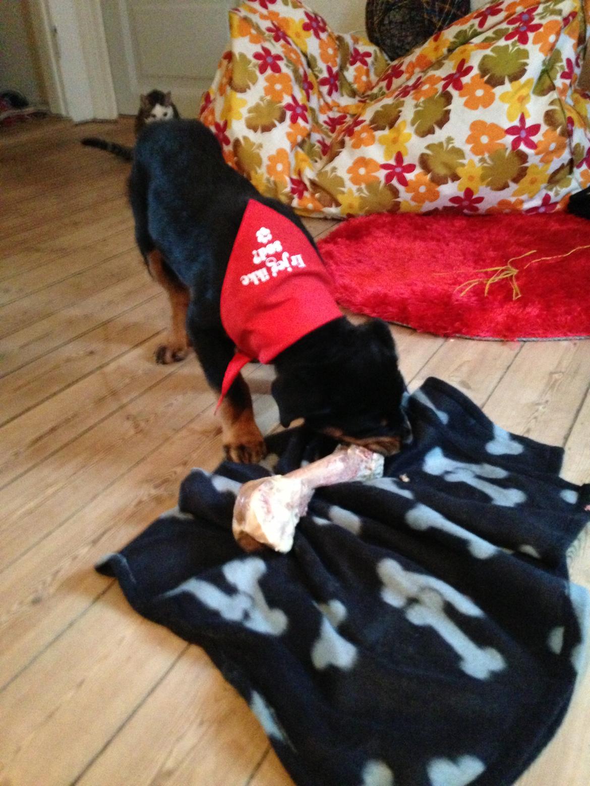 Rottweiler Elvis - Uhh, skinkeben - det er lige sagen :) billede 11