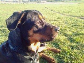 Blanding af racer ibber billede 11