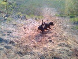 Blanding af racer ibber billede 12