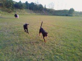 Blanding af racer ibber billede 13