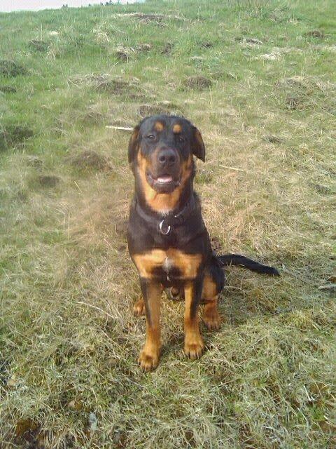 Blanding af racer ibber billede 14