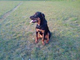 Blanding af racer ibber billede 15