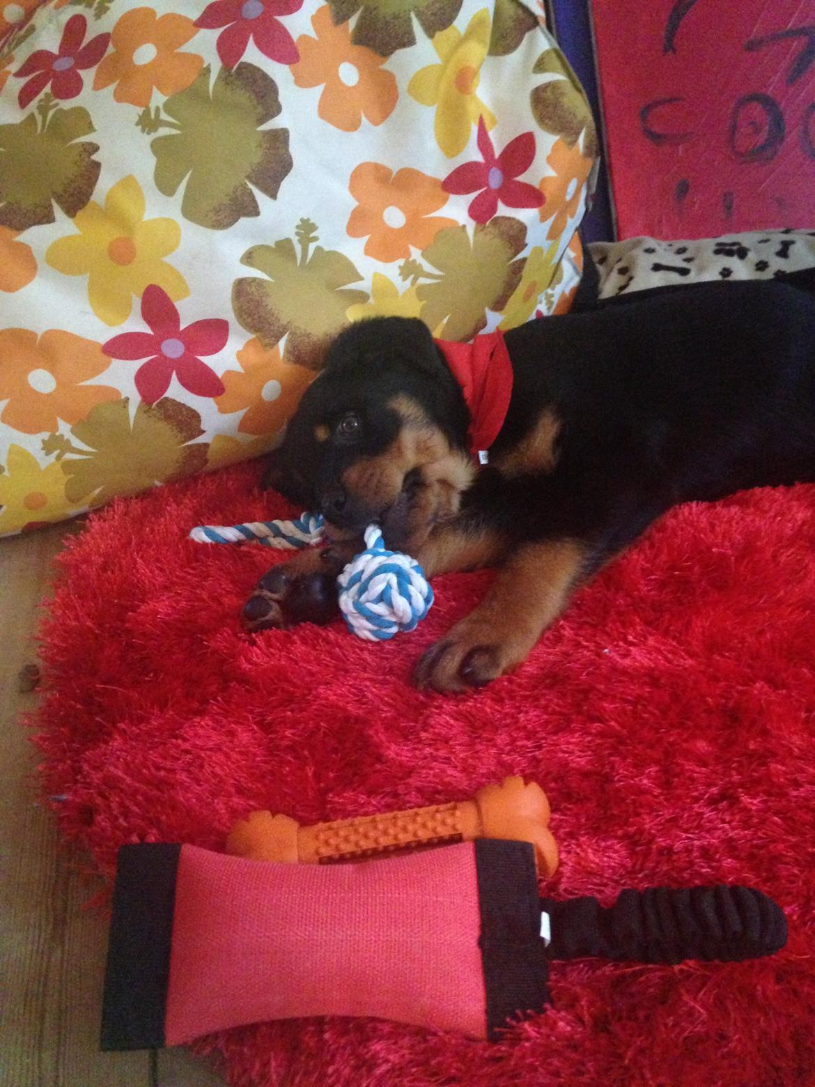 Rottweiler Elvis billede 12