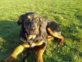 Blanding af racer ibber billede 16