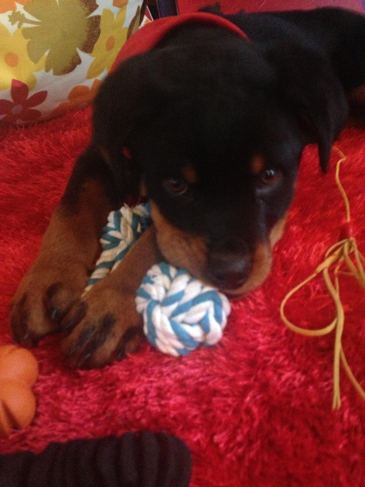 Rottweiler Elvis billede 13