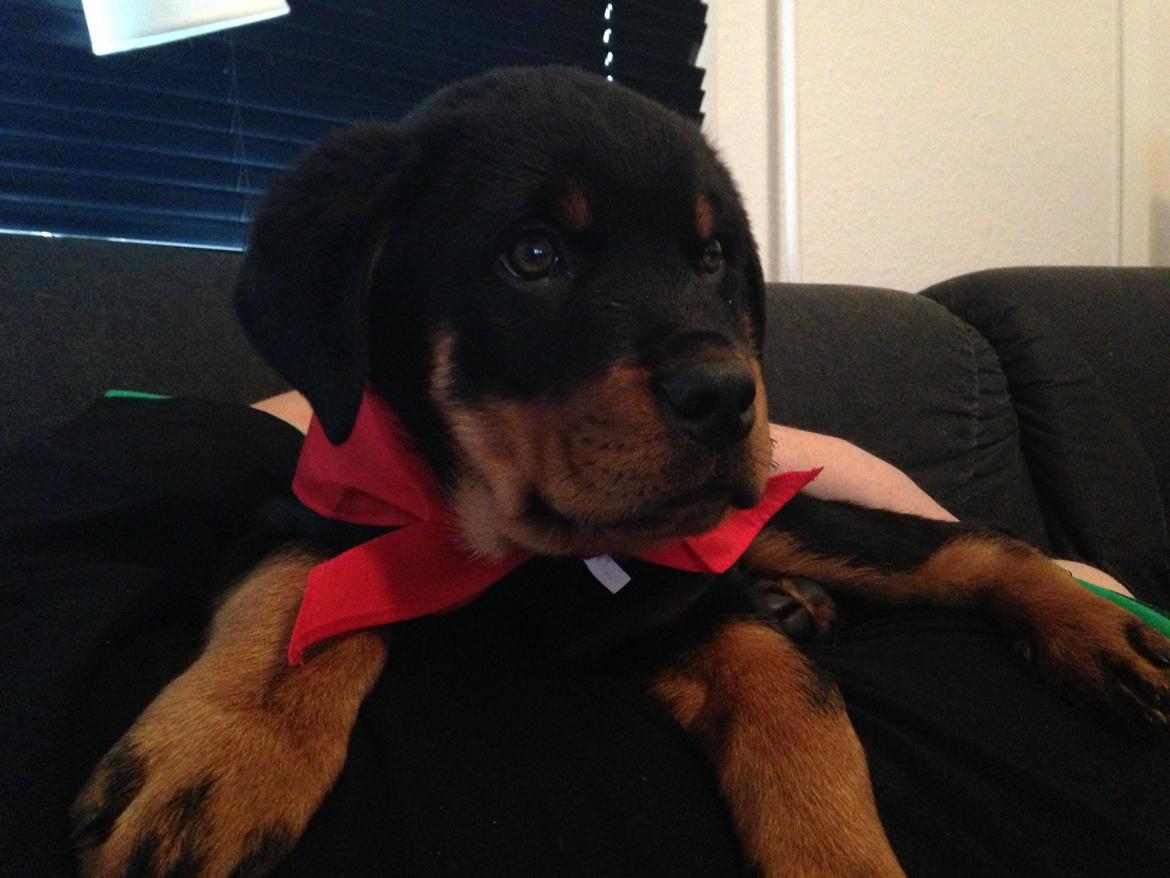 Rottweiler Elvis - Elvis :) billede 10