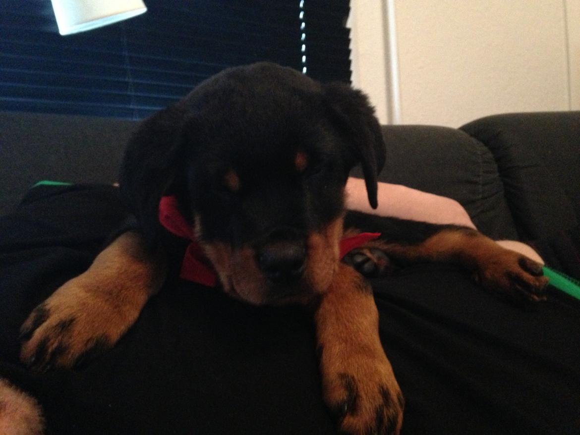 Rottweiler Elvis - Snupper lige en lur, sammen med far :) billede 14