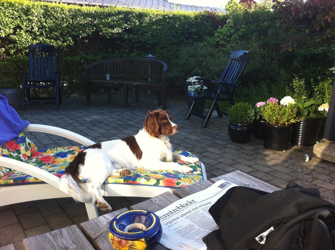 Engelsk springer spaniel Dyrlundgårds Chuck - Chuck elsker at nyde solen - helst på vores andres pladser :) billede 1