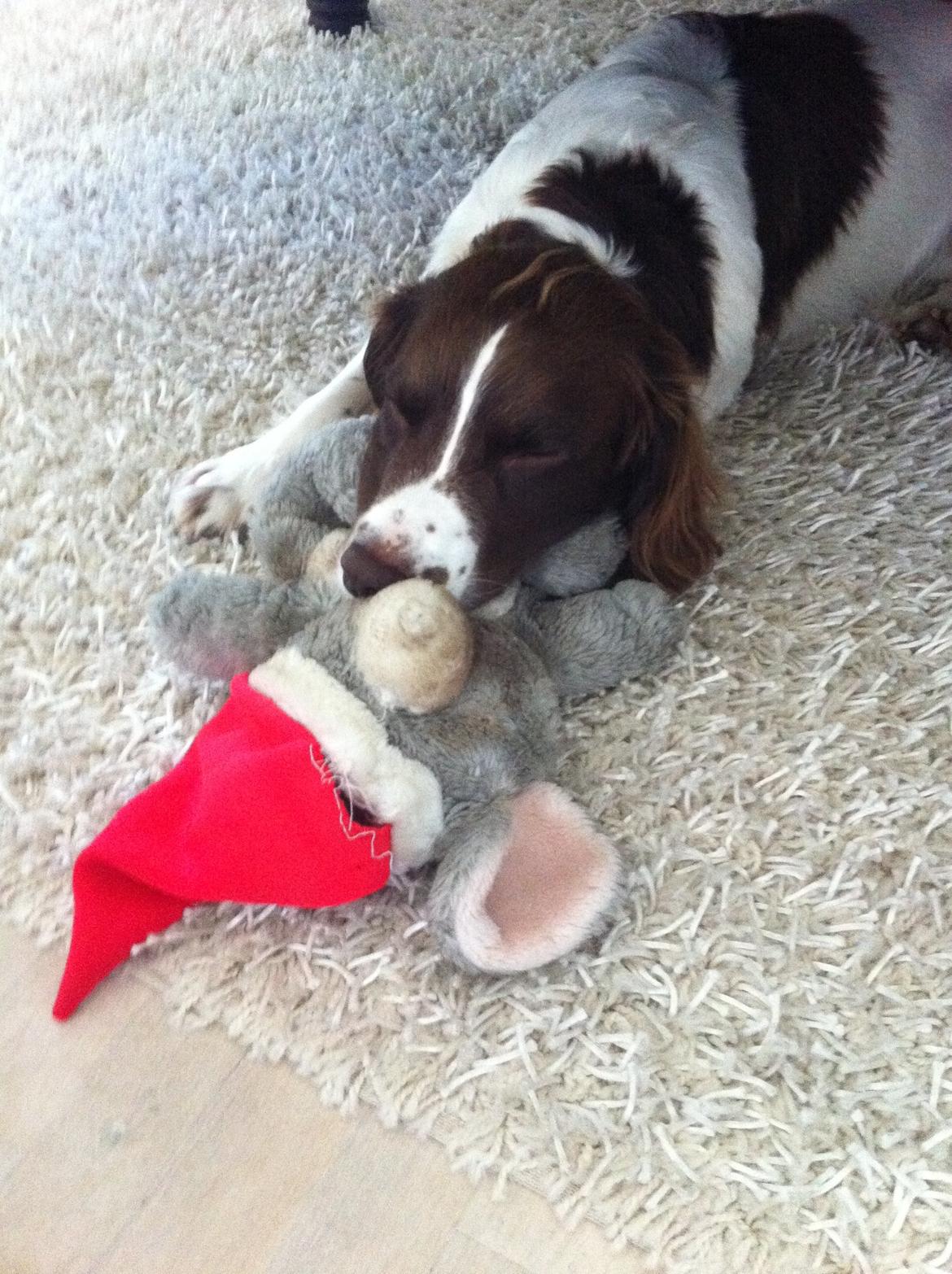 Engelsk springer spaniel Dyrlundgårds Chuck - Chuck og hans trofaste følges ven - eneste bamse der ikke er ødelagt efter 5 år :) billede 2
