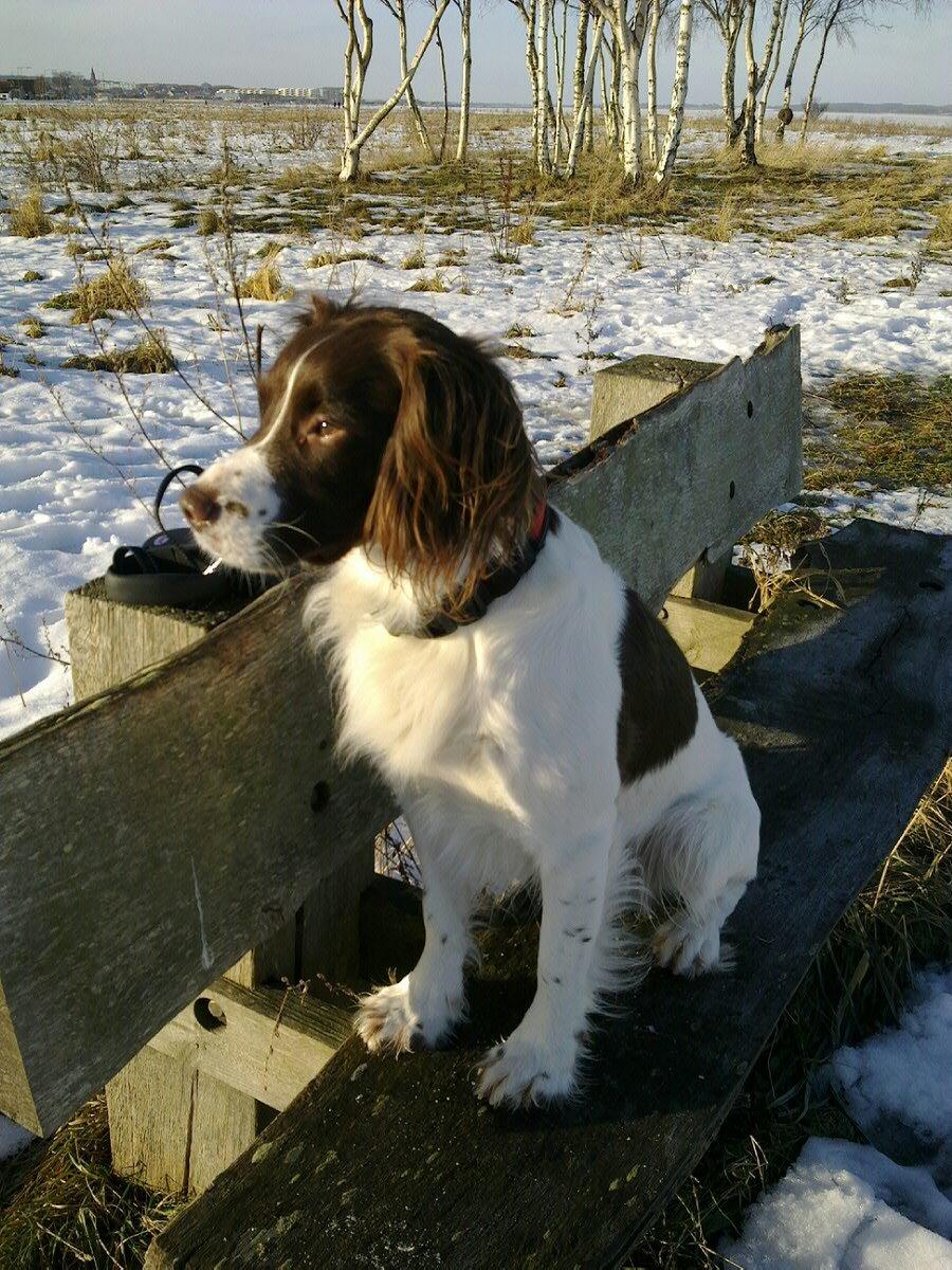 Engelsk springer spaniel Dyrlundgårds Chuck - Sidder og oplever nede ved vandet.
 billede 3
