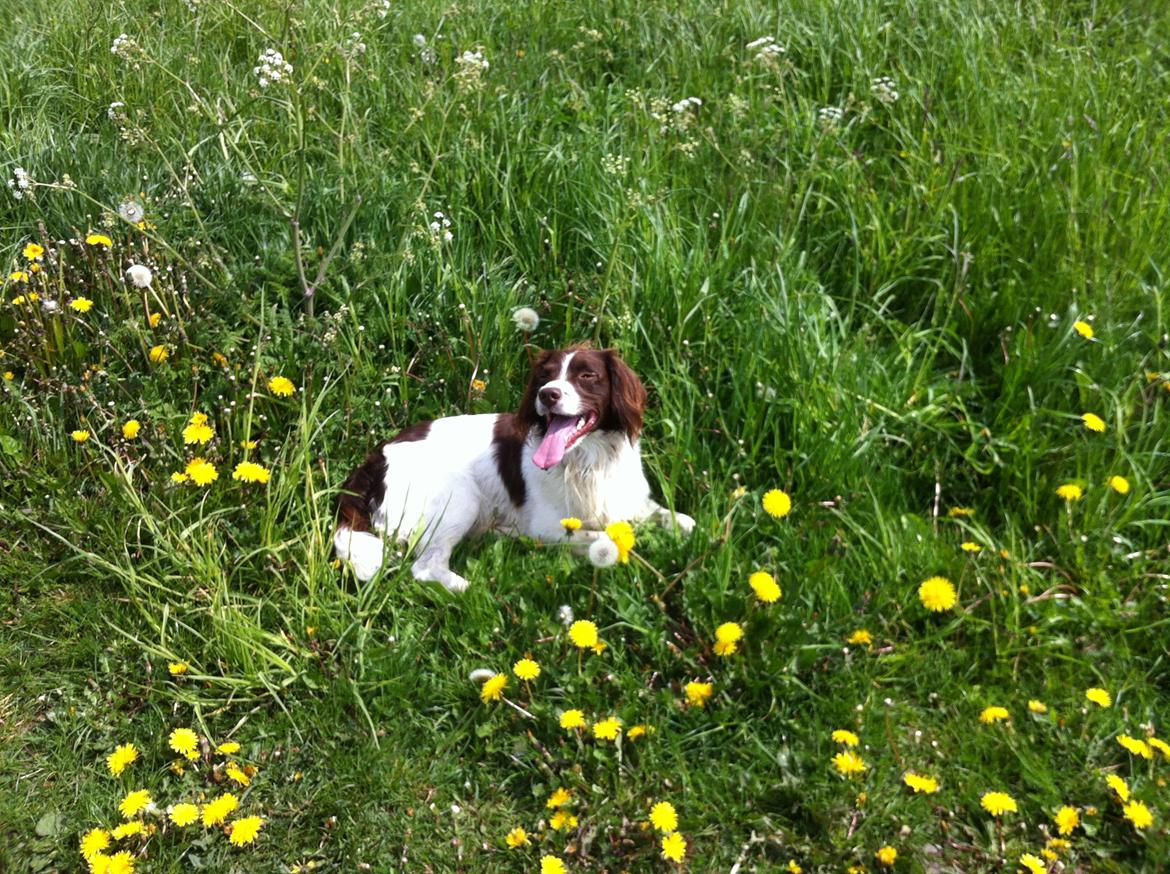 Engelsk springer spaniel Dyrlundgårds Chuck - Ligger og nyder livet ved vandet billede 5