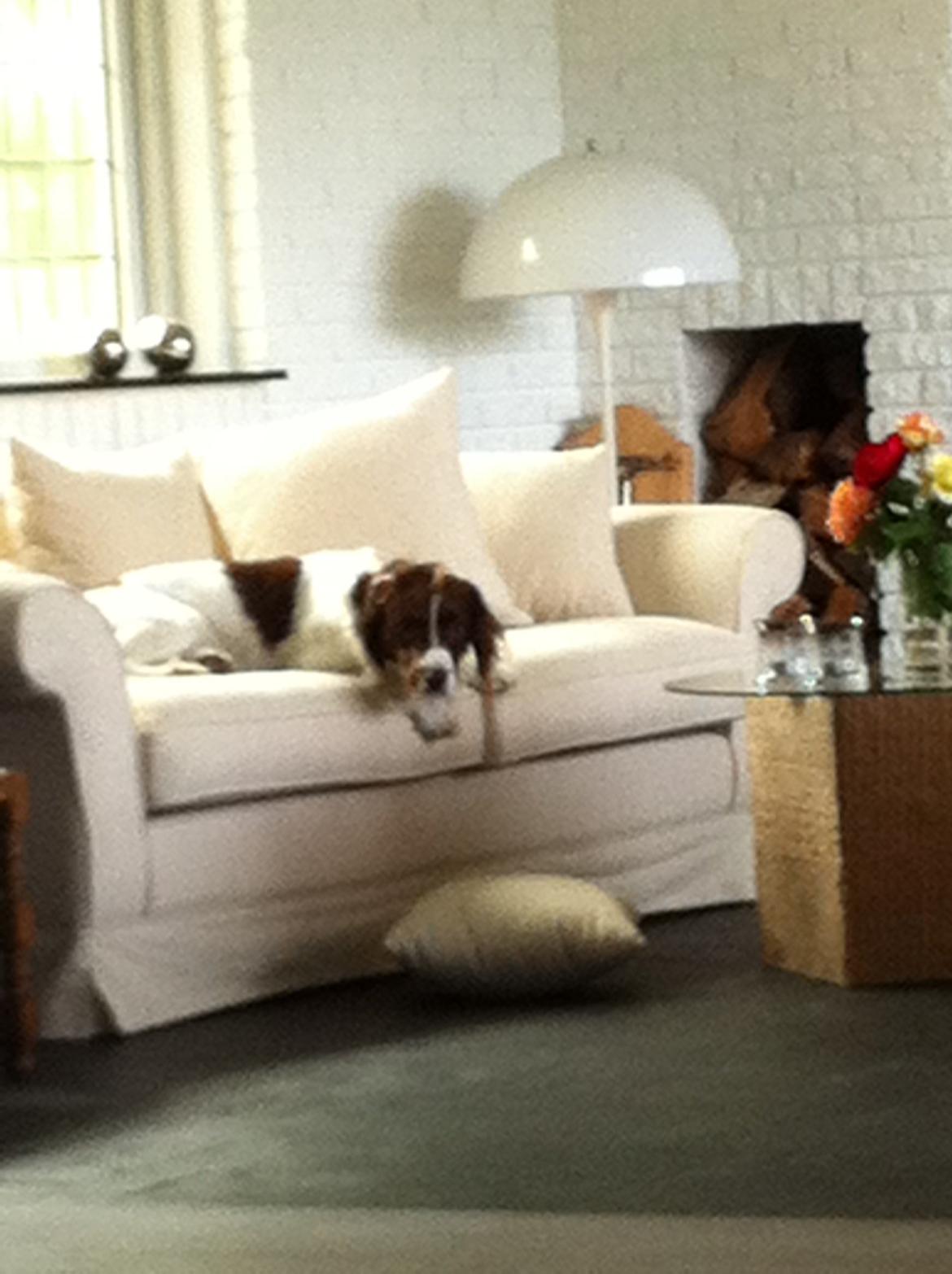 Engelsk springer spaniel Dyrlundgårds Chuck - En hund der får lov til ALT! Men helt uskyldig er han ikke :) billede 6