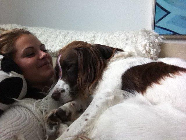 Engelsk springer spaniel Dyrlundgårds Chuck - Der puttes altid inden formiddagsturen. billede 7