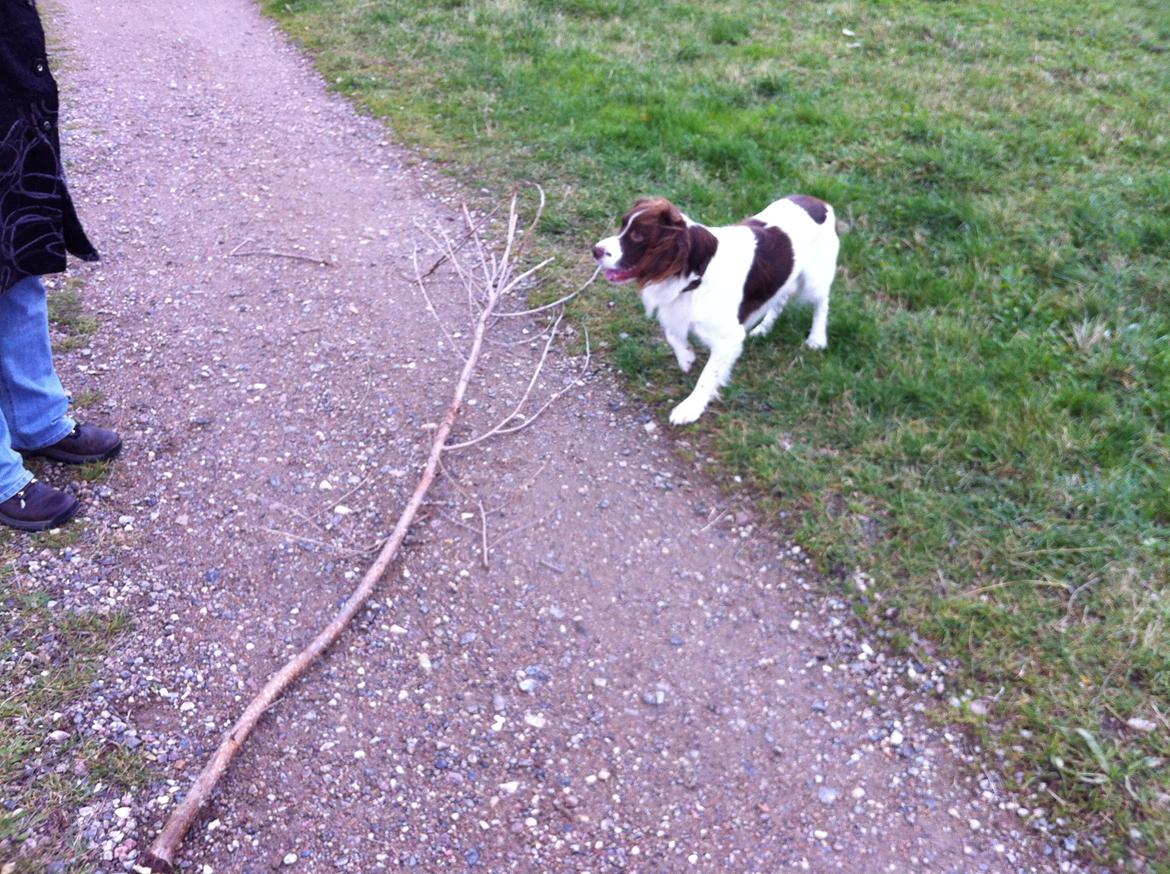 Engelsk springer spaniel Dyrlundgårds Chuck - Chuck elsker at lege med pind, men de kan aldrig blive store nok. billede 9