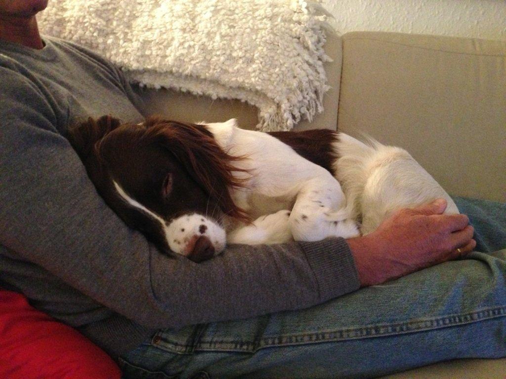 Engelsk springer spaniel Dyrlundgårds Chuck - Efter 5 år putter han stadig hos far, når han kan! billede 10